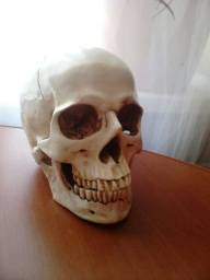 Череп Aliexpress P-Flame Human Skull Resin Replica Medical Model Lifesize 1:1 Halloween Home Decoration High Quality Decorative Craft Skull