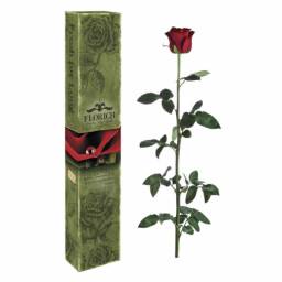 Долгосвежие розы Florich
