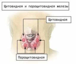 Гемитиреоидэктомия – удаление половины (одной доли) щитовидной железы.