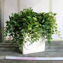 Искусственное растение - Aliexpress - Fresh Green Melon Seeds Fern Fake Plant Artificial FLoral Leaves Foliage Vine