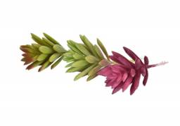Искусственный суккулент AliExpress 3Color Snowflake Lotus Plants Garden Succulent Grass Desert Artificial Plants Landscape Arrangement Garden Decor Cute Decoration