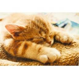 Коврик Fix Price 40*60 см. Коллекция "Коты"