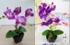 Фото 4 - Декоративный цветок AliExpress Decorative flowers pots planters artificial bonsai orchid mk fashion watch plants fake orchids with vase Фото 4