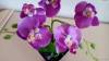 Фото 2 - Декоративный цветок AliExpress Decorative flowers pots planters artificial bonsai orchid mk fashion watch plants fake orchids with vase Фото 2