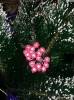 Фото 10 - Декоративные ягоды Aliexpress Foam Manual Material Diy Fruit Decoration Flower 20pcs /lot 027023002 Фото 10