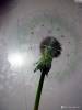 Фото 3 - Декоративные наклейки Aliexpress Cheapest Popular Dancingly Flying Large Dandelion Wall Sticker Mural Home Decor Фото 3
