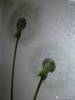Фото 2 - Декоративные наклейки Aliexpress Cheapest Popular Dancingly Flying Large Dandelion Wall Sticker Mural Home Decor Фото 2