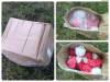 Фото 3 - с Aliexpress wedding Flower Multicolor Handmade DIY PE Foam Artificial Rose Home Car/ Box Decoration(30pcs/lot) Фото 3