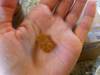 Фото 4 - Витамины Hero Nutritional Products Yummi Bears Organics Brain Health Фото 4