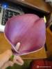 Фото 1 - Aliexpress Wedding Decoration Decorative Flower 6 pcs Artificial Calla Lily for bridal Bouquet Flowers Фото 1