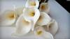 Фото 5 - Цветы Каллы Aliexpress New Calla Lily Bridal Wedding Bouquet head Latex Real Touch Artificial Flower Decor#50984 Фото 5