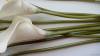 Фото 6 - Цветы Каллы Aliexpress New Calla Lily Bridal Wedding Bouquet head Latex Real Touch Artificial Flower Decor#50984 Фото 6