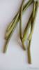 Фото 7 - Цветы Каллы Aliexpress New Calla Lily Bridal Wedding Bouquet head Latex Real Touch Artificial Flower Decor#50984 Фото 7