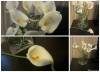 Фото 2 - Каллы 10pcs/set New Arrival Calla Lily Home decoration Flower Artificial Bridal Bouquet Wedding Party Craft Фото 2