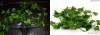 Фото 3 - Искусственные растения Aliexpress 2M Long Artificial Plants Green Ivy Leaves Grape Vine Fake Foliage Home Wedding Decoration Фото 3