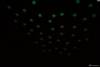 Фото 7 - Ebay Светящиеся звезды Lots 100pcs Light Green Glow In The Dark Star Stickers Baby Kids Room Wall Decal Фото 7