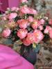 Фото 3 - Искусственные цветы AliExpress New Hot Vivid 6 Branches Autumn Artificial Fake Peony Flower Posy Home Hotel Room Bridal Wedding Decor Фото 3