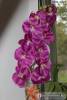 Фото 2 - Искусственная орхидея Aliexpress 1 Stem Silk Flower Artificial Moth Orchid Butterfly for new House Home Wedding Festival Decoration 4 types 12 Colors F152 Фото 2