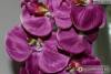 Фото 3 - Искусственная орхидея Aliexpress 1 Stem Silk Flower Artificial Moth Orchid Butterfly for new House Home Wedding Festival Decoration 4 types 12 Colors F152 Фото 3