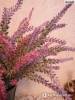 Фото 3 - Лаванда Aliexpress Provence lavender flower silk tomentum artificial flowers grain decorative fake flores bouquet Фото 3
