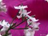 Фото 3 - Искусственный цветы Aliexpress Gypsophila Baby's Breath Artificial Fake Silk Flowers Фото 3