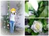 Фото 6 - Гирлянда из роз с Aliexpress "2.5M Artificial Silk ROSE Fake FLOWER Ivy Leaf Garland Plants Home Wedding Decor" Фото 6