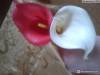 Фото 2 - Цветы Каллы Aliexpress New Calla Lily Bridal Wedding Bouquet head Latex Real Touch Artificial Flower Decor#50984 Фото 2