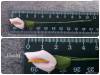 Фото 5 - Искусственные цветы Aliexpress flower Bouquet Free shipping 2.5cm head Multicolor handmade pe foam Calla Lily Scrapbooking artificial flowers(36pcs/lot) Фото 5