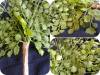 Фото 3 - Искусственное растение - Aliexpress - Gingko Biloba Fake Artificial Plant Фото 3