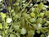 Фото 1 - Искусственное растение - Aliexpress - Gingko Biloba Fake Artificial Plant Фото 1