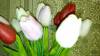 Фото 7 - Тюльпаны Aliexpress Free shipping 31PCS/LOT pu mini tulip flower real touch wedding artificial silk home decoration Фото 7