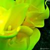 Фото 4 - Promotion 10pcs/lot Calla Lily Real Touch Home Decorative Flower Artificial PVC Wedding DP671574 Фото 4