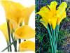 Фото 1 - Promotion 10pcs/lot Calla Lily Real Touch Home Decorative Flower Artificial PVC Wedding DP671574 Фото 1