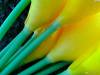 Фото 2 - Promotion 10pcs/lot Calla Lily Real Touch Home Decorative Flower Artificial PVC Wedding DP671574 Фото 2