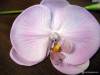 Фото 1 - Искусственные цветы Aliexpress Bride-Artificial-Real-Touch-Flowers-Head-6-pieces-lot-Light-Purple-Orchids-head-Wedding-Home-Decoration Фото 1