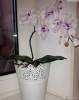 Фото 6 - Листья орхидеи фаленопсис искуственные Aliexpress 1pcs real touch phalaenopsis leaf artificial plant decorative flowers auxiliary material for flower decoration Фото 6