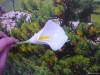 Фото 9 - Цветы Каллы Aliexpress New Calla Lily Bridal Wedding Bouquet head Latex Real Touch Artificial Flower Decor#50984 Фото 9