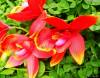 Фото 2 - Шелковая лилия AliExpress 4 flower +1Branch Silk Lily Handmake Artificial Head Wedding Decoration DIY Wreath Gift Box Scrapbooking Craft Fake Фото 2