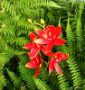 Фото 1 - Шелковая лилия AliExpress 4 flower +1Branch Silk Lily Handmake Artificial Head Wedding Decoration DIY Wreath Gift Box Scrapbooking Craft Fake Фото 1