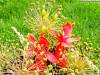 Фото 6 - Шелковая лилия AliExpress 4 flower +1Branch Silk Lily Handmake Artificial Head Wedding Decoration DIY Wreath Gift Box Scrapbooking Craft Fake Фото 6